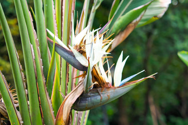 10 TRAVELLER'S PALM TREE Ravenala Madagascariensis Flower Houseplant Seeds
